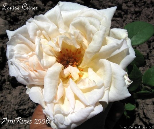 'Louise Criner' rose photo