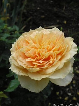 'Golden Zest ™' rose photo