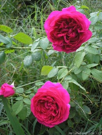 'The Dark Lady' rose photo