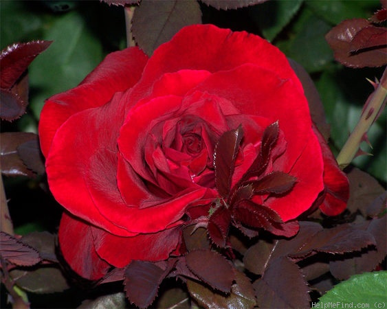 'Love's Promise™' rose photo