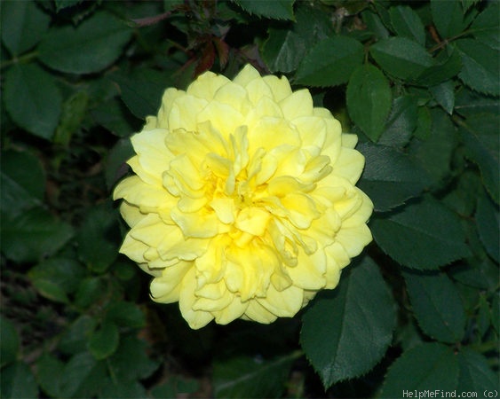 'Polly Sunshine' rose photo