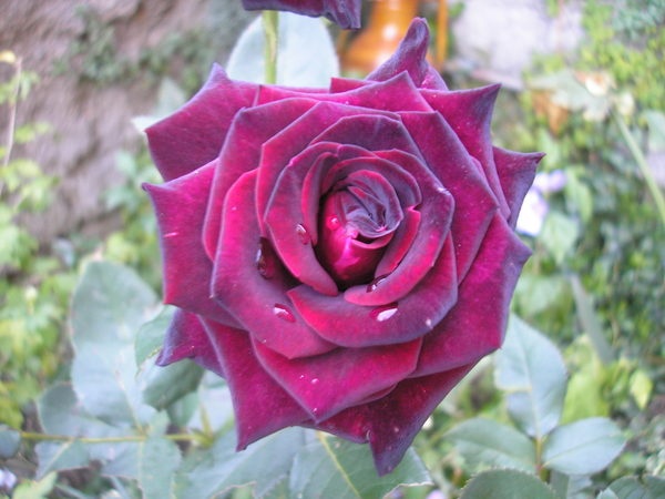 'Black Baccara ™' rose photo