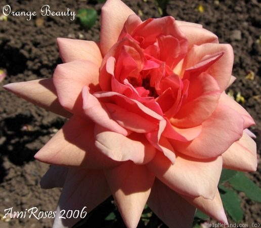 'Orange Beauty' rose photo