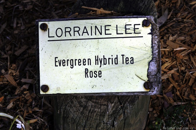 'Lorraine Lee' rose photo