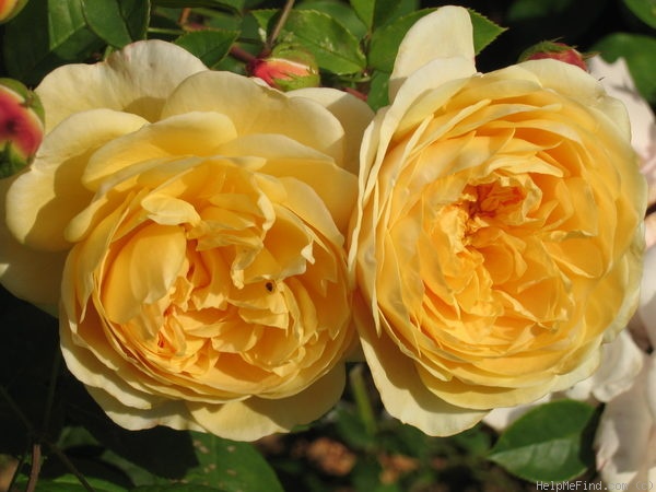 'Teasing Georgia' rose photo