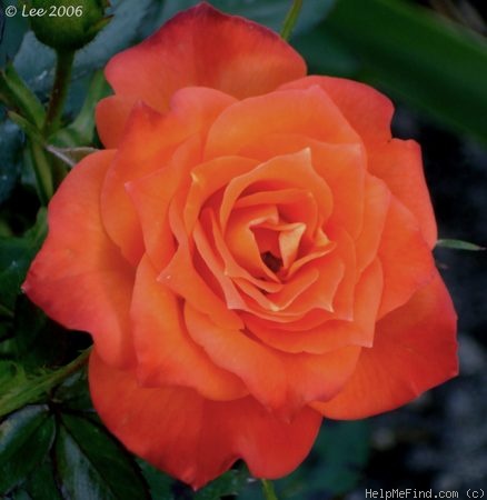 'Mandarin Sunblaze ®' rose photo