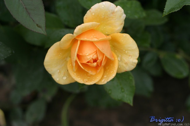 'Kupferkönigin ™' rose photo