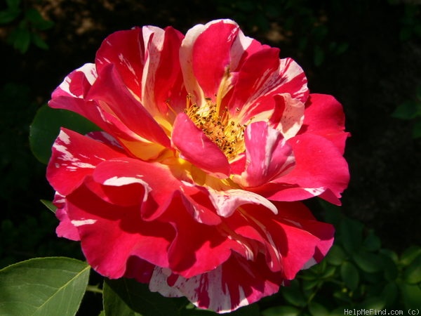 'Maurice Utrillo ™' rose photo