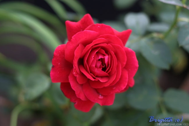 'Duftzauber 84' rose photo