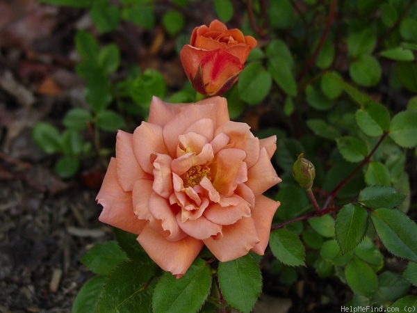 'Teddy Bear ™' rose photo