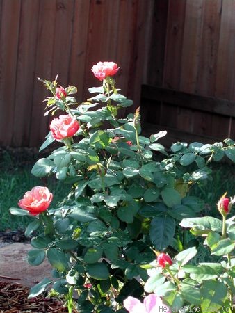 'Distant Drums (Shrub, Buck 1984)' rose, click to enlarge 'Distant Drums (Shrub, Buck 1984)' rose photo