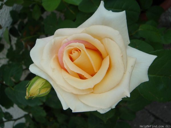 'Nette Ingeborg' rose photo