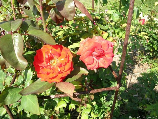 'Sierra Skye' rose photo