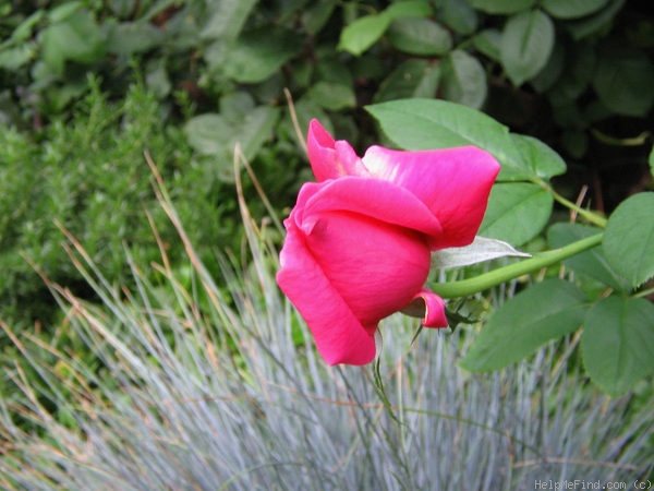 'Gladiator' rose photo