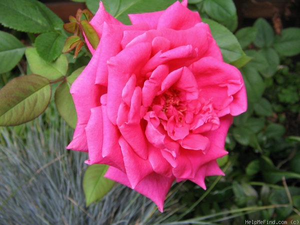 'Gladiator' rose photo