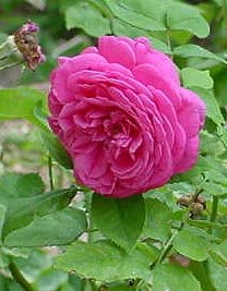 'Madame de Sévigné' rose photo