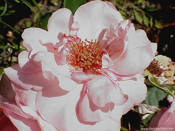 'Geisha (floribunda, Tantau, 1964)' rose photo