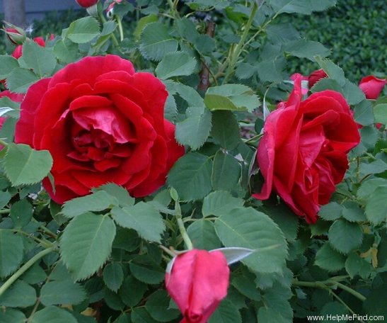 'Cuthbert Grant' rose photo