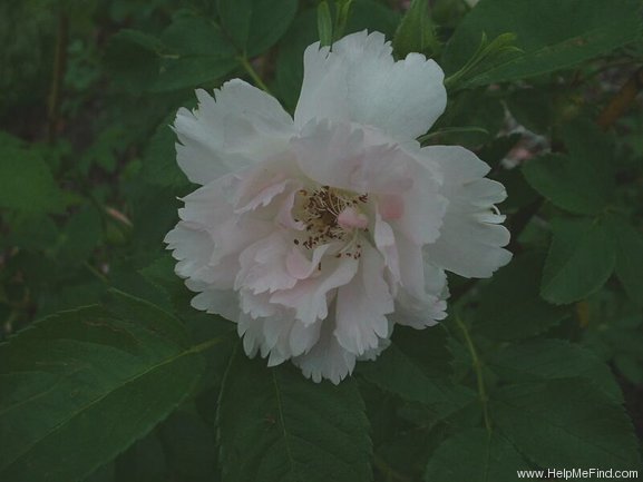 'Fimbriata (hybrid rugosa, Morlet, 1890)' rose photo