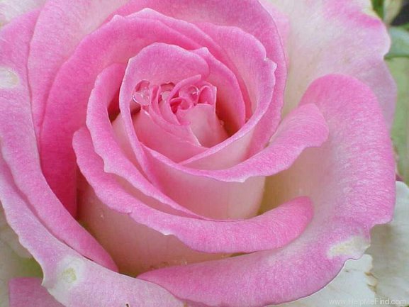 'Lynn Anderson' rose photo