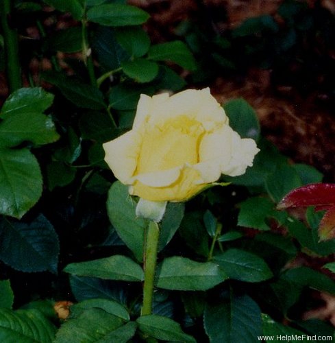 'Oregold' rose photo