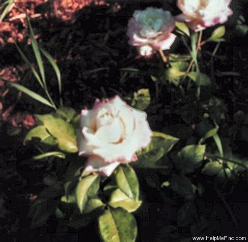 'Athena (florists rose, Kordes, 1984)' rose photo