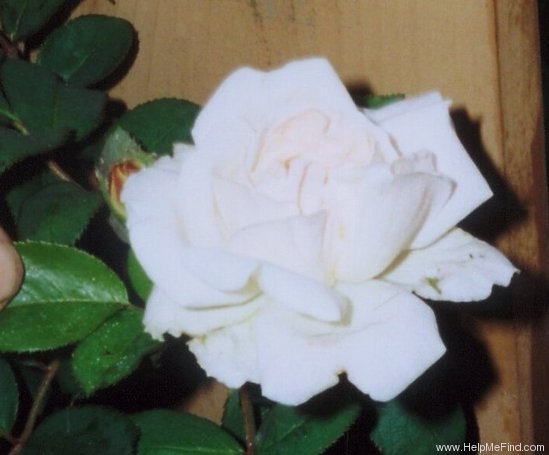 'Nova Zembla (hybrid rugosa, Mees 1907)' rose photo