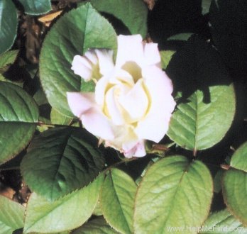 'Helen Naudé' rose photo