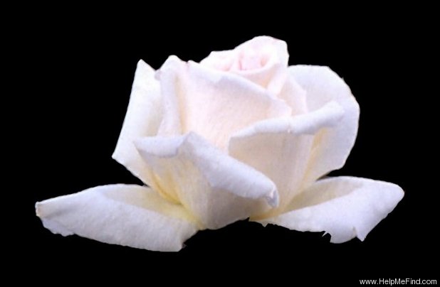 'White Wine' rose photo