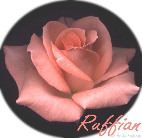'Ruffian ™' rose photo