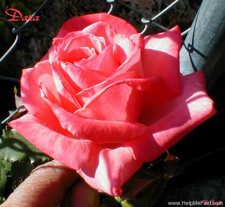 'Dara (hybrid tea, Wambach 1991)' rose photo