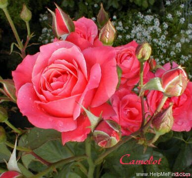 'Camelot (grandiflora, Swim & Weeks, 1964)' rose photo