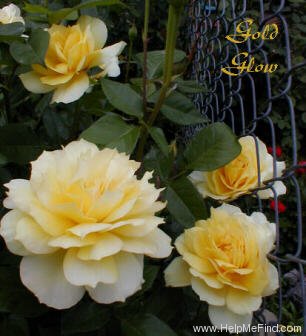 'Gold Glow' rose photo