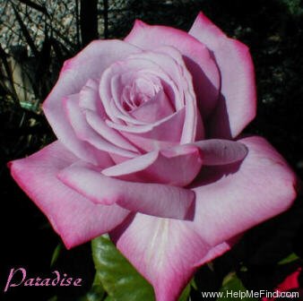 'Paradise ™ (hybrid tea, Weeks 1975)' rose photo