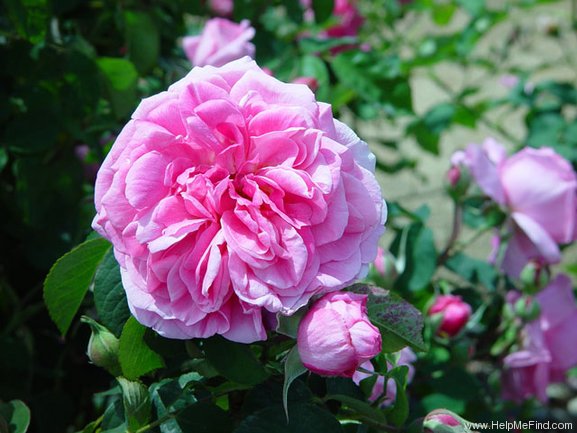 'Gertrude Jekyll ®' rose photo