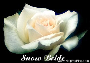 'Snow Bride' rose photo