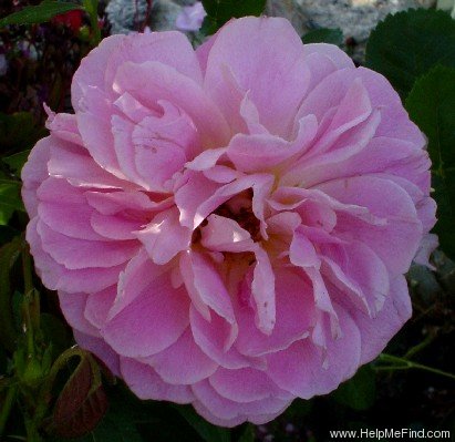 'Moore's Pink Perpetual' rose photo