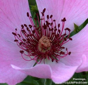 'Flamingo (hybrid rugosa, Howard, 1956)' rose photo