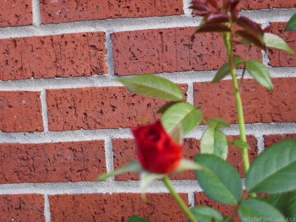 'Hot Cocoa ™ (Floribunda, Carruth 2001)' rose photo