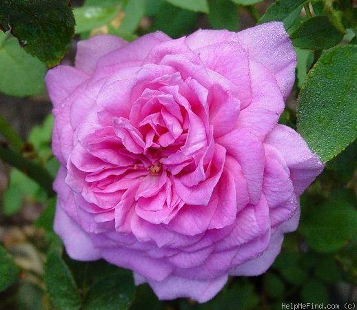 'Capitaine Dyel de Graville' rose photo