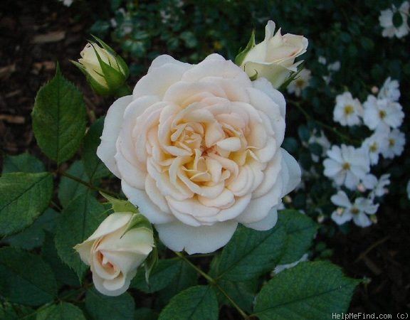 'Pastella ® (floribunda, Evers/Tantau, 1998)' rose, click to enlarge 'Pastella ® (floribunda, Evers/Tantau, 1998)' rose photo