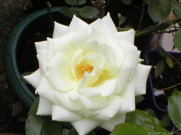 'Virgo' rose photo
