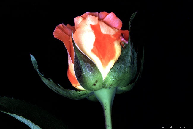 'Frohsinn ® (hybrid tea, Tantau, 1982)' rose photo