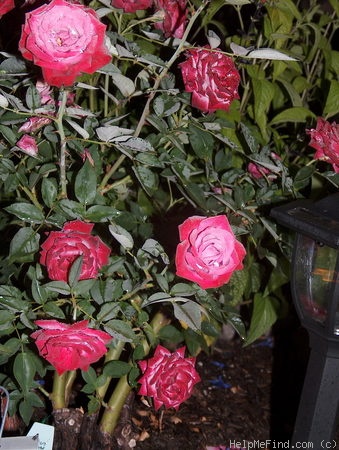 'Moonlight and Roses' rose photo