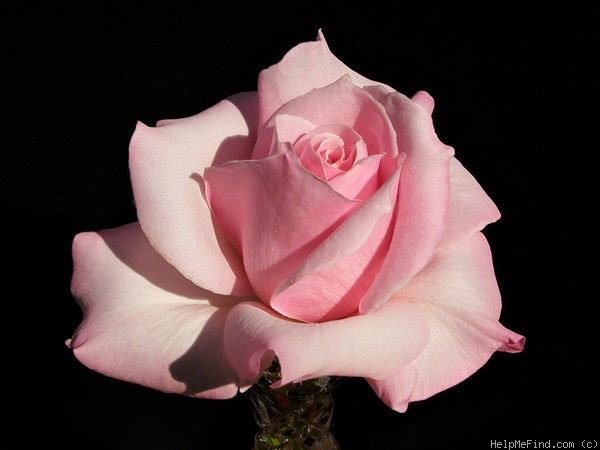 'Alecia Carol ™' rose photo