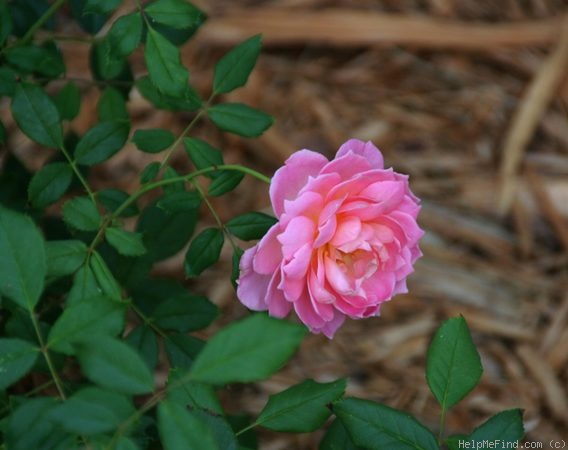 'Jubilee Celebration (shrub, Austin 2002)' rose photo