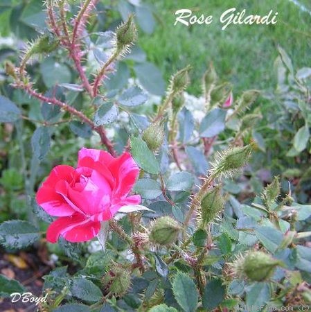 'Rose Gilardi ™' rose photo