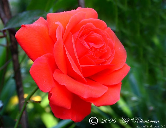 'Salita ®' rose photo