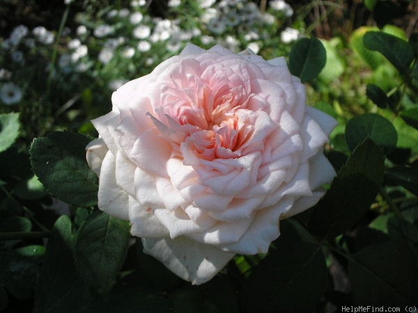 'Magnificent Perfume' rose photo