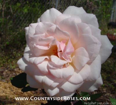 'Antoine Rivoire (hybrid tea, Pernet-Ducher 1895)' rose photo